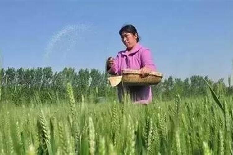 小麦种迟、,氮肥施过多,贪青晚熟怎么办？