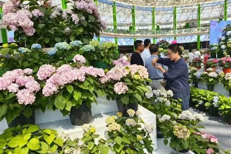 麻烦大家帮我看看我的这颗绣球花是怎么了,叶子舒展不开皱巴巴的？