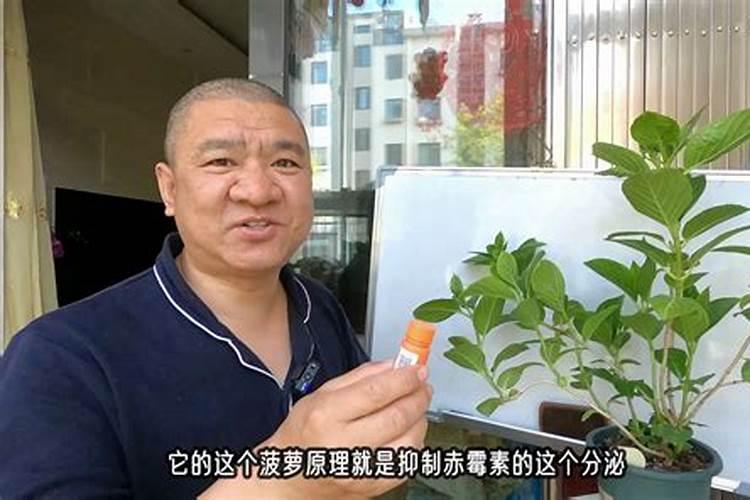 芸苔素打八仙花可以吗？