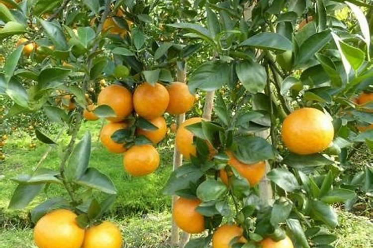 丑八怪橘子树种植技术