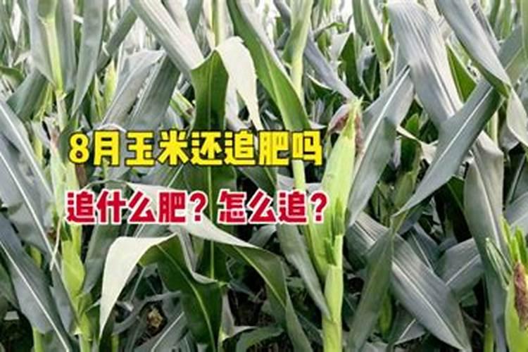 玉米播种一亩地应该上多少肥料？怎么施肥才能不浪费？