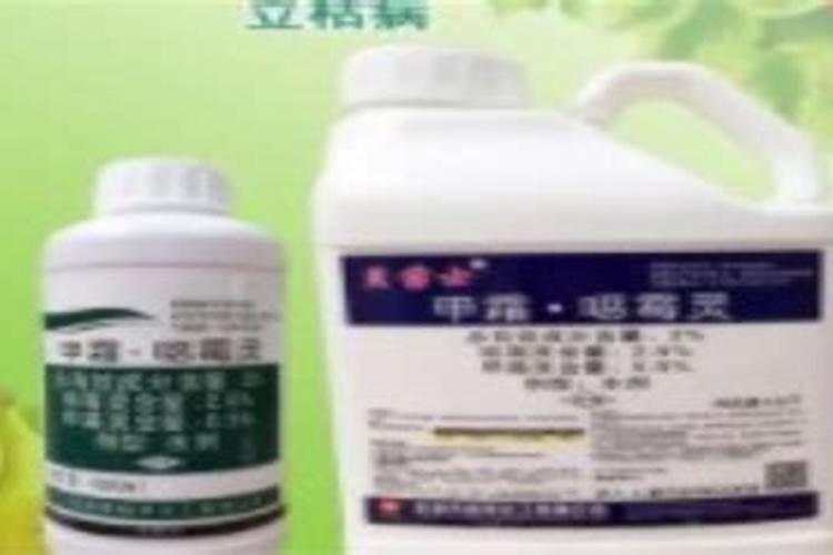 油菜播种前的注意事项 油菜怎么养殖好