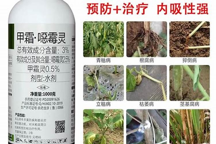 西兰花主杆黑心怎么回事？