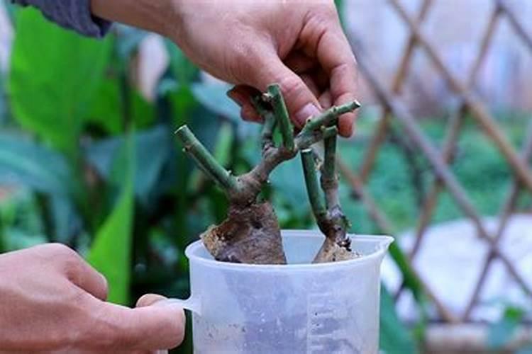 月季花用什么肥料？自制!