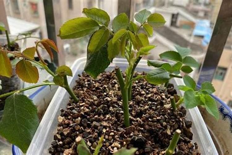 月季花用什么肥料