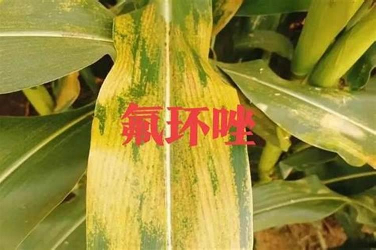 宝塔菜和玉米套种打什么叶面肥？