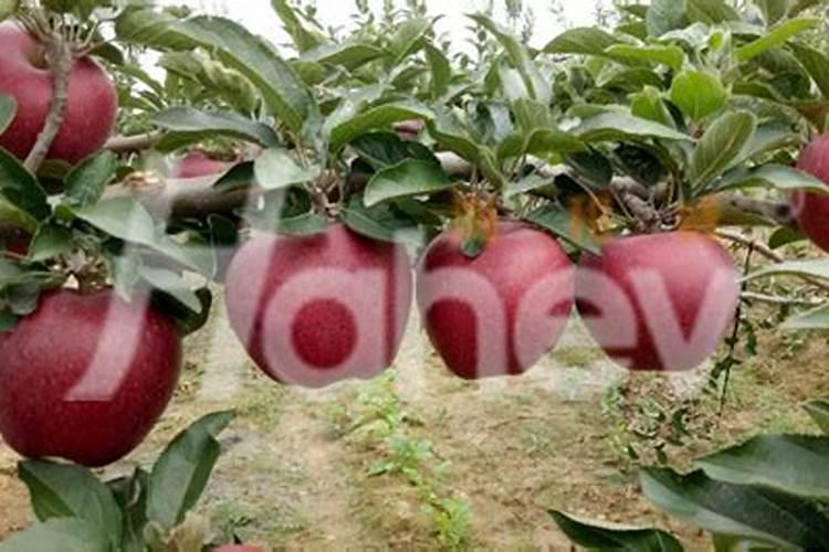 苹果从套袋到下袋,究竟用几次水溶肥最好？
