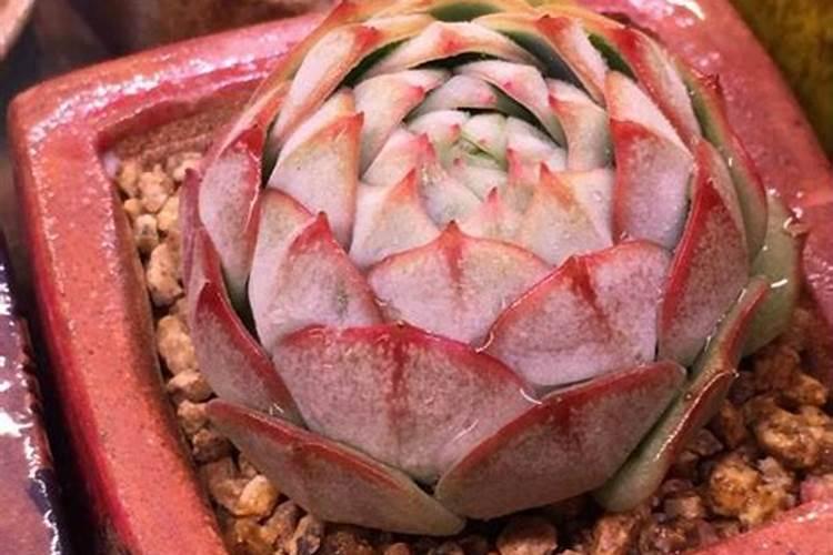 盆栽多肉植物施什么肥 该如何施肥