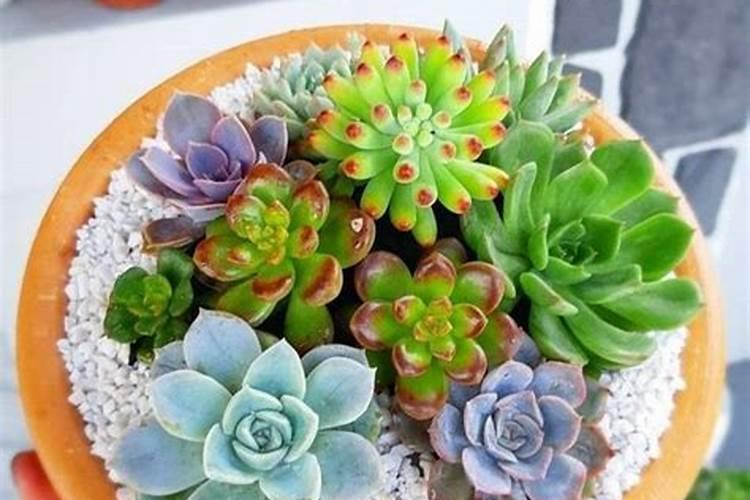 盆栽多肉植物施什么肥 该如何施肥