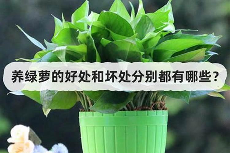 绿萝喷叶面肥好吗