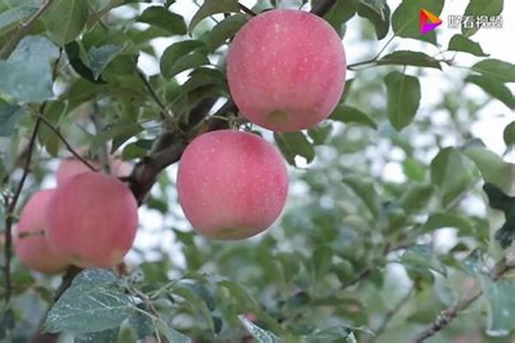 苹果树需要什么肥料