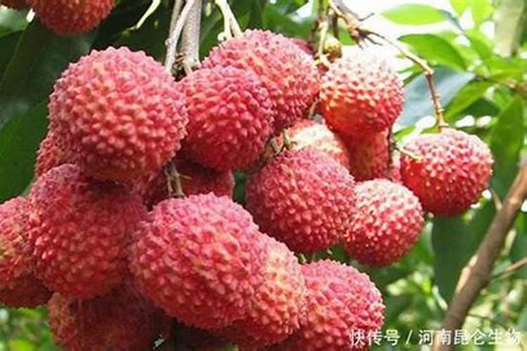 荔枝保果用什么药最好