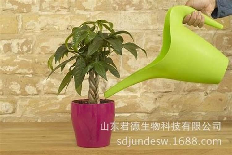 硼肥在什么时候喷施好(硼肥施肥要在雨天还是晴天)