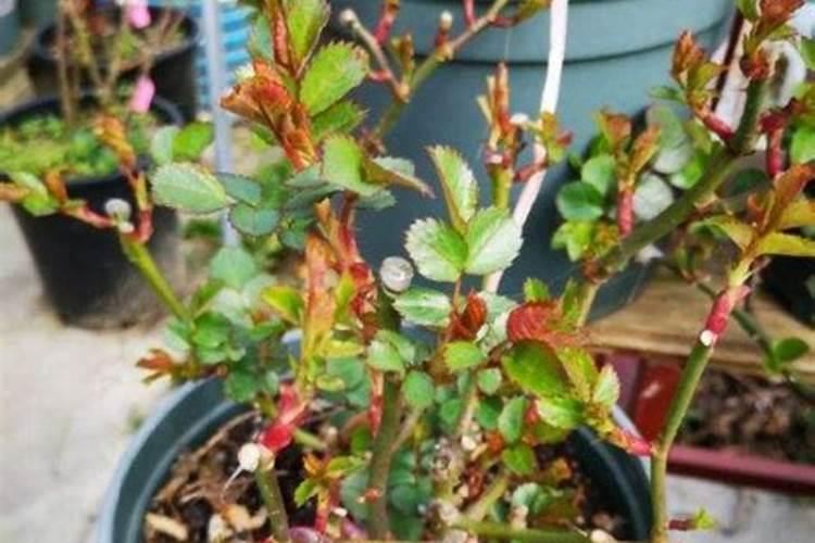 月季花哪时候施肥比较好 月季花什么时候施肥