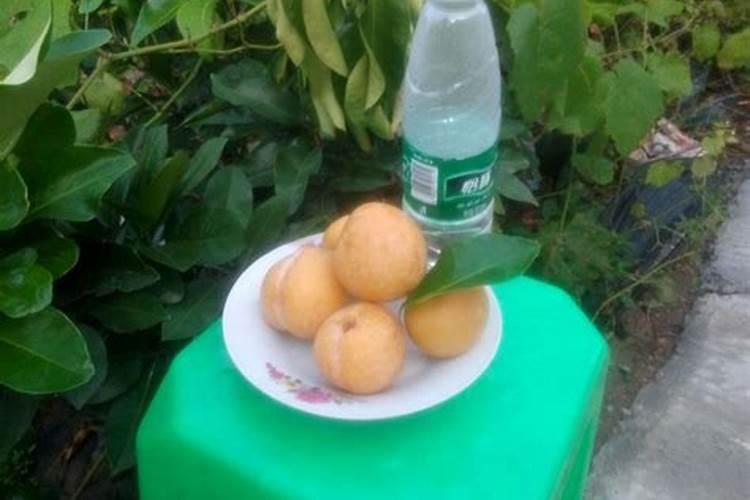 菠萝蜜需要什么肥料