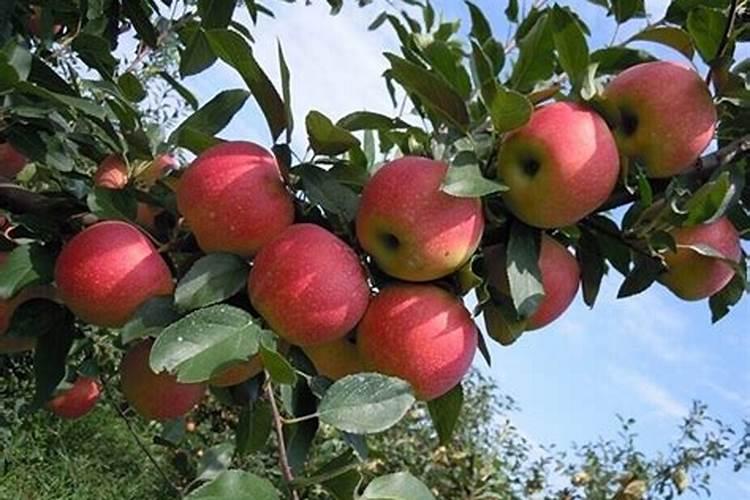 苹果果实膨大需要什么肥料？苹果一次冲施多少肥料？苹果叶面肥用...