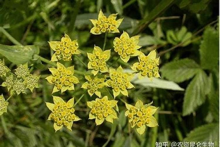 花椒树施肥方法