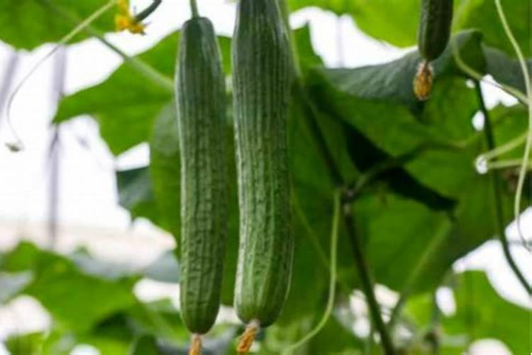 黄瓜怎么施肥才能高产,黄瓜施用肥料的常用方法