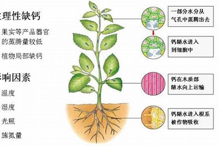 旱地玉米间作马铃薯如何进行科学施肥