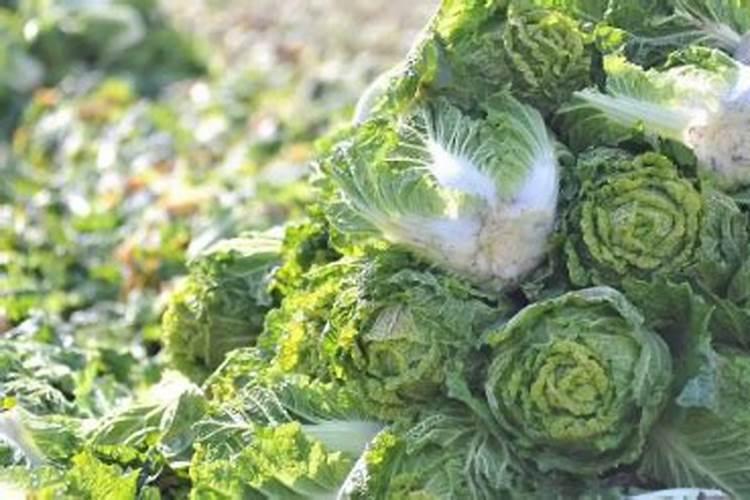 种白菜用什么肥料最好