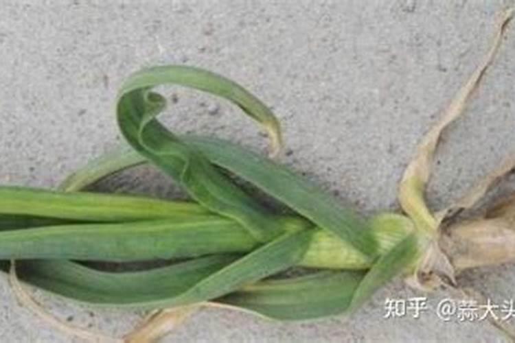 草木灰对大蒜有什么作用 草木灰可以防止大蒜病虫害吗