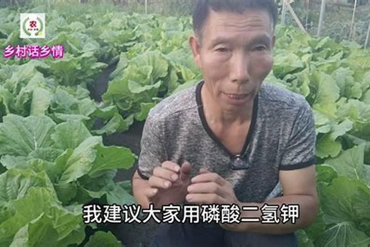 包菜包心期打叶面肥磷酸二氢钾硼肥芸苔素好还是磷酸二氢钾硼肥尿素好...