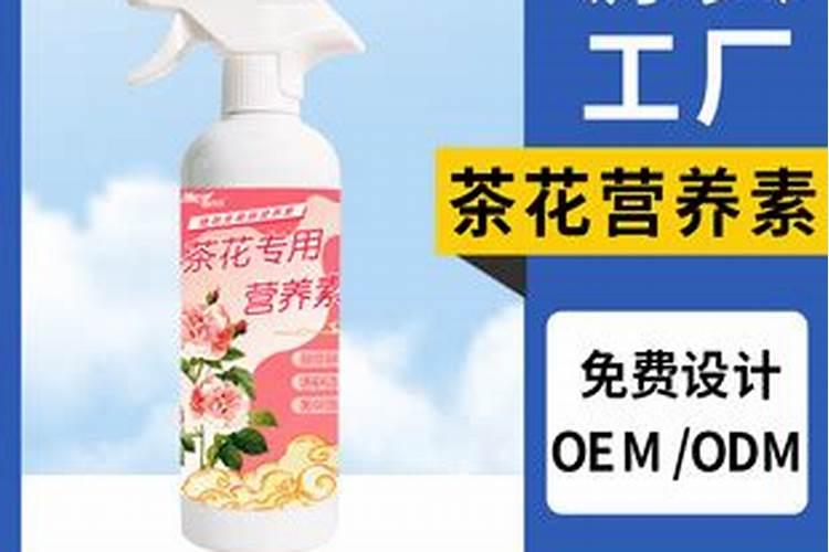 茶花怎么施肥啊