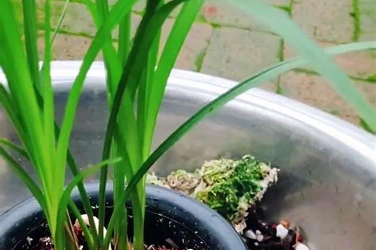 怎么让兰花多发芽？谁能给点建议？