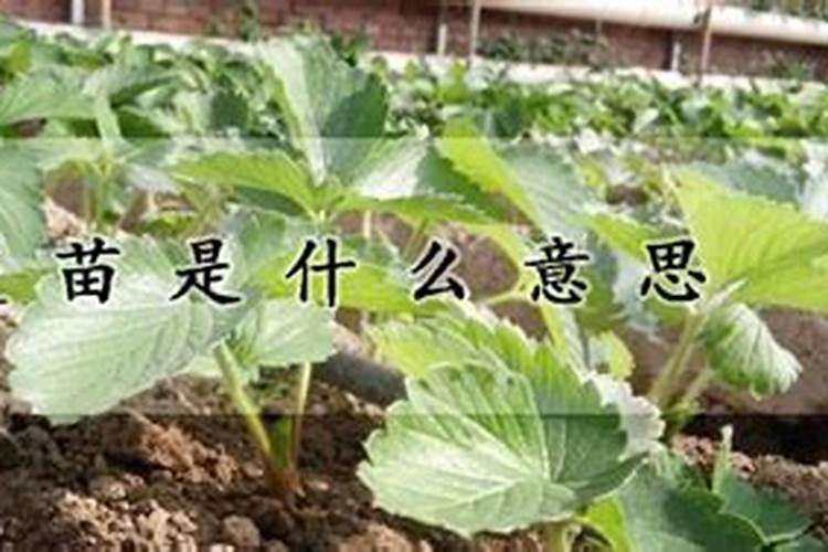 幼苗移栽后,用什么肥料,生根快,缓苗快？