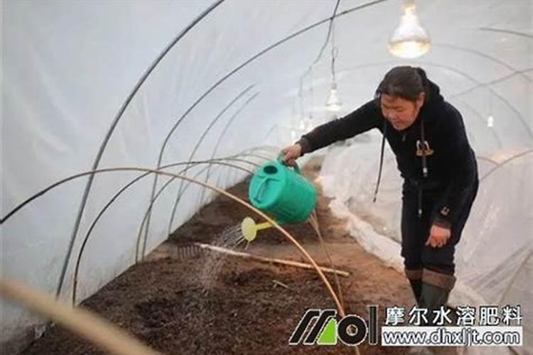 冲施是什么意思,冲施肥是什么,你想知道的都在这