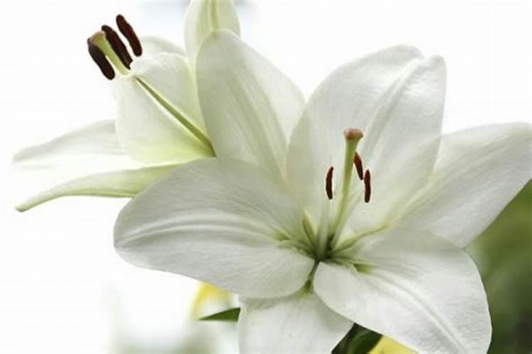 盆栽的百合开花了要施什么肥