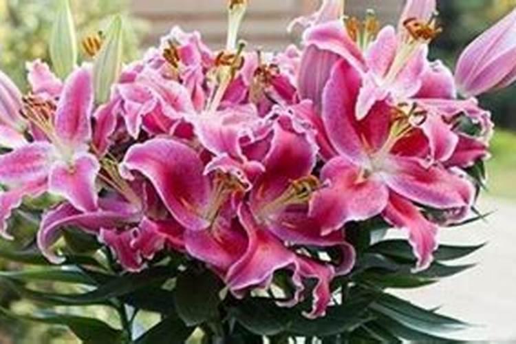 百合施肥方法,用什么肥好