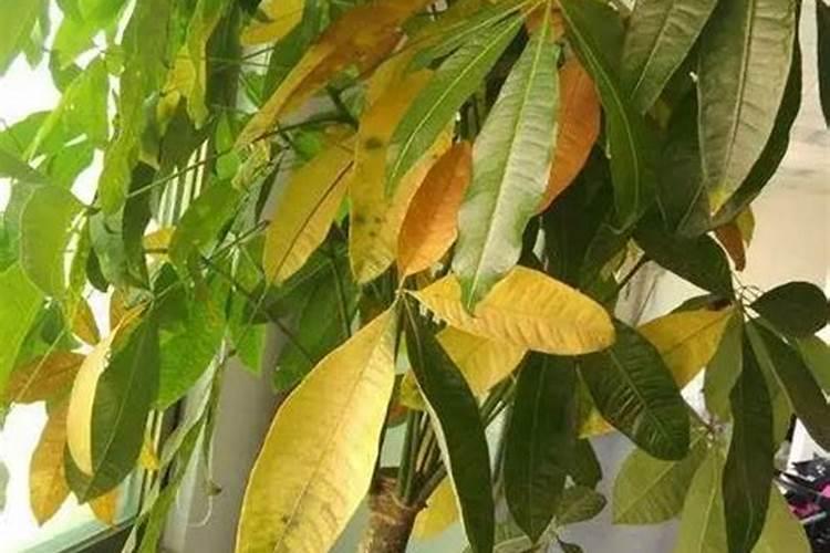 龙眼喜欢什么肥料？施肥时有哪些注意事项？