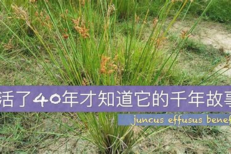 植物189,这是什么草？