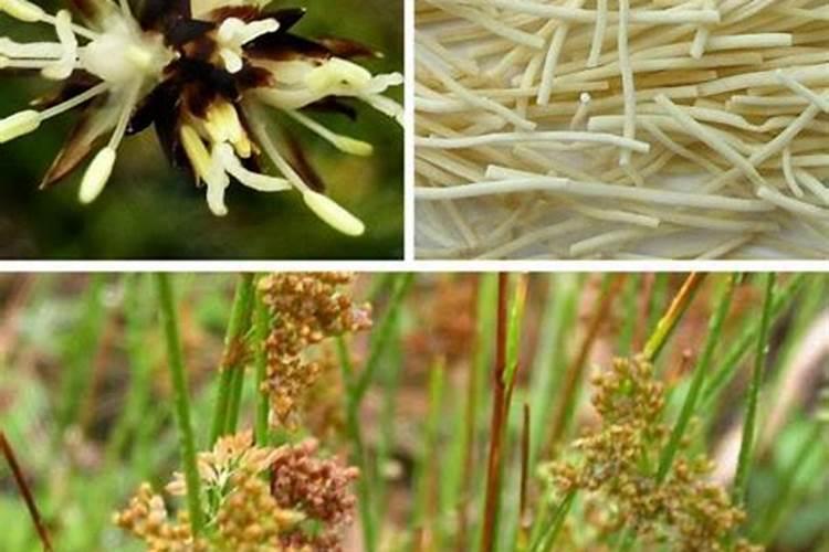 土牛膝与怀牛膝、川牛膝有什么区别？