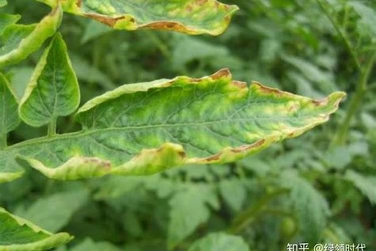 植物缺氮磷钾分别会怎么样