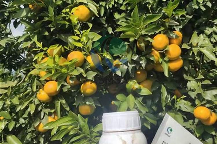 春季柑橘琳树发芽前可以喷施硼肥吗？