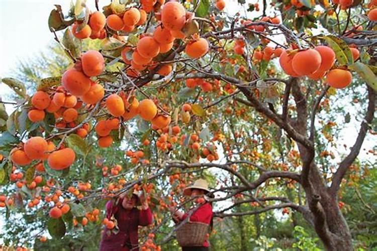 柿子树施什么肥料好