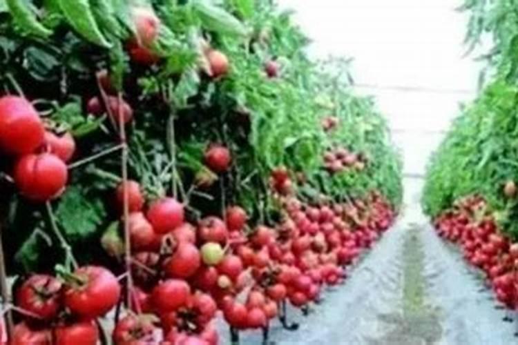 西红柿什么时候使用钾肥 施肥注意事项
