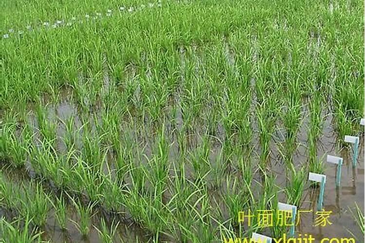 早上有露水能打玉米除草剂和叶面肥吗(打叶面肥最佳时机)