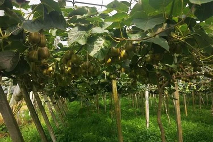 雨后果树喷施叶面肥应注意什么