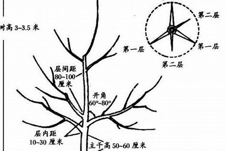 果树二月份可以施肥吗