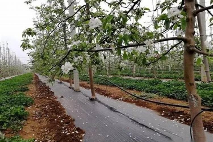 果树春季施肥时间