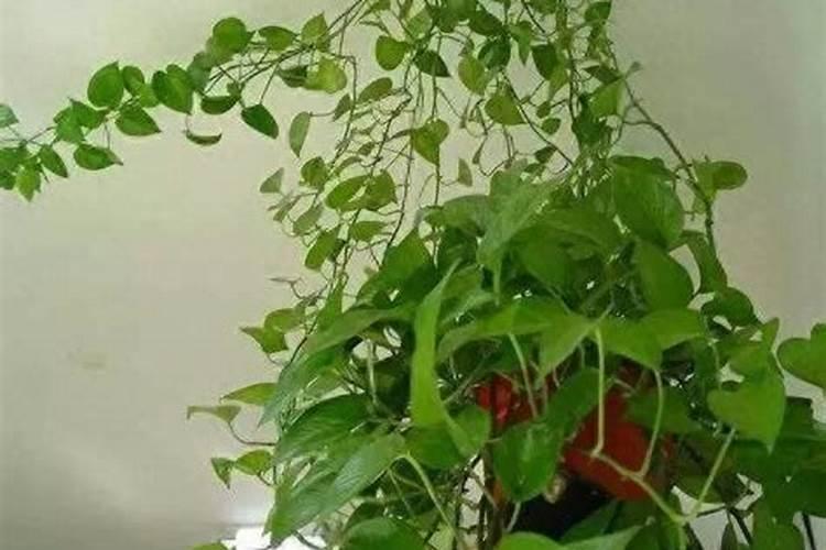 绿萝用什么肥料长得快,含氮的有机肥最利于生长