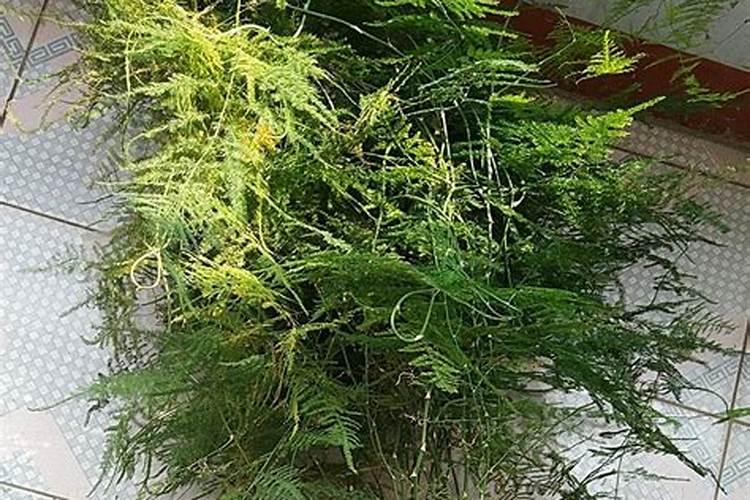 氮肥可溶于水吗