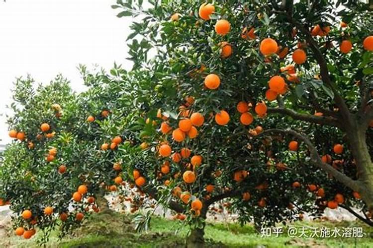 油菜防冻用什么农药