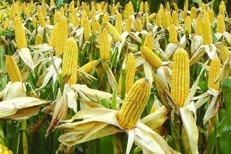 如何施用叶面肥？