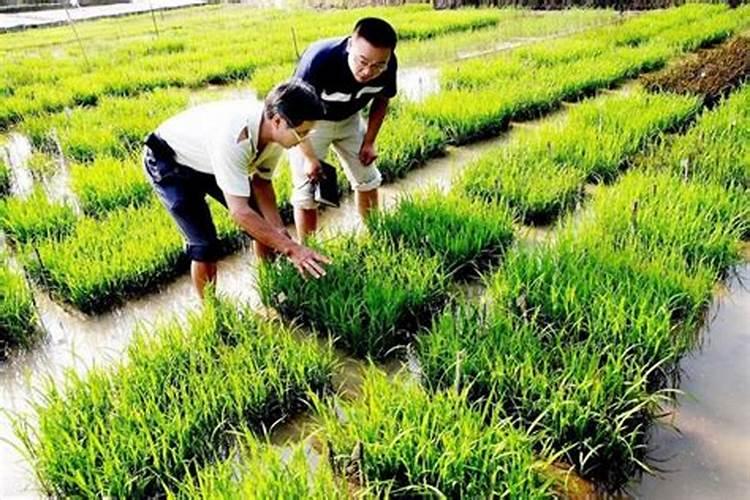 香葱浇什么肥料合适