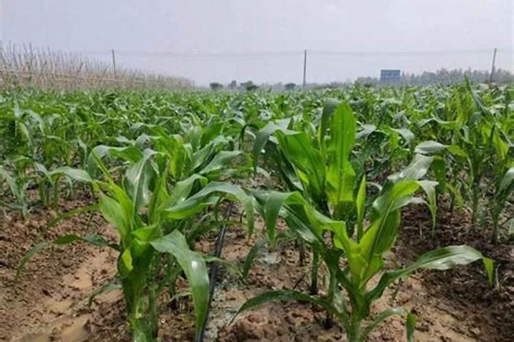 种植玉米一般施肥用什么化肥