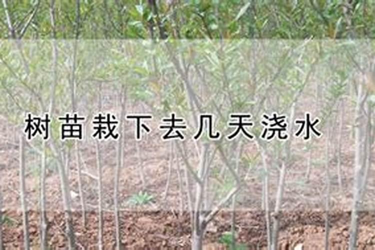 新栽的果树多久可以施肥